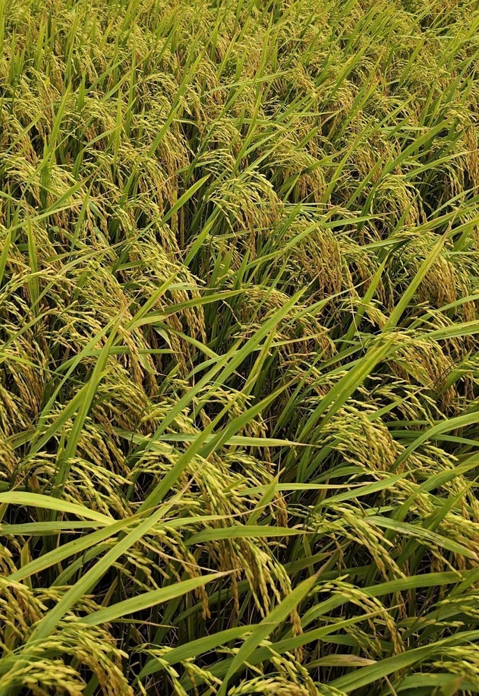 Phản hồi của nông dân sử dụng bs17 vô gạo nhanh